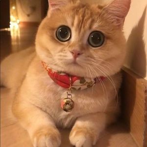 Meet your Posher, Daniela